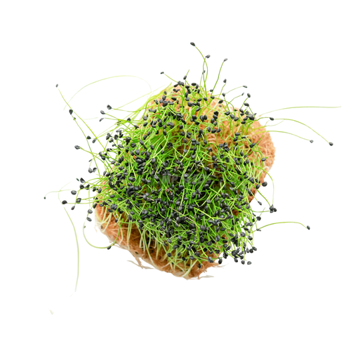 Leek (alternate view)