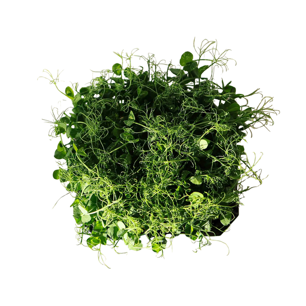 Pea (alternate view)