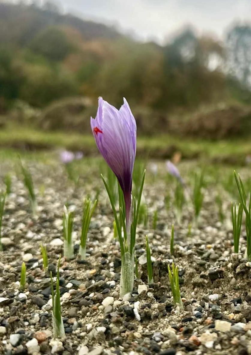 Saffron (alternate view)