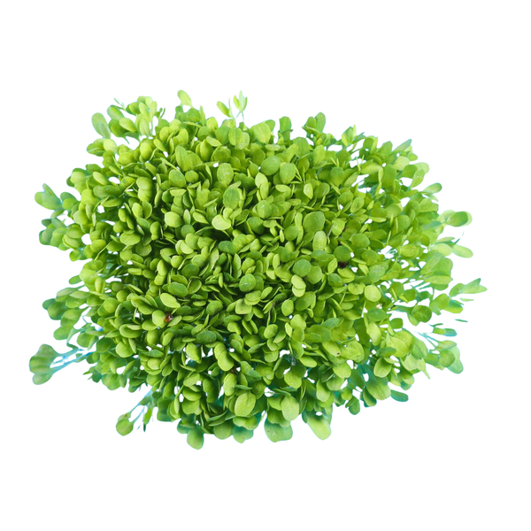 Lettuce (alternate view)