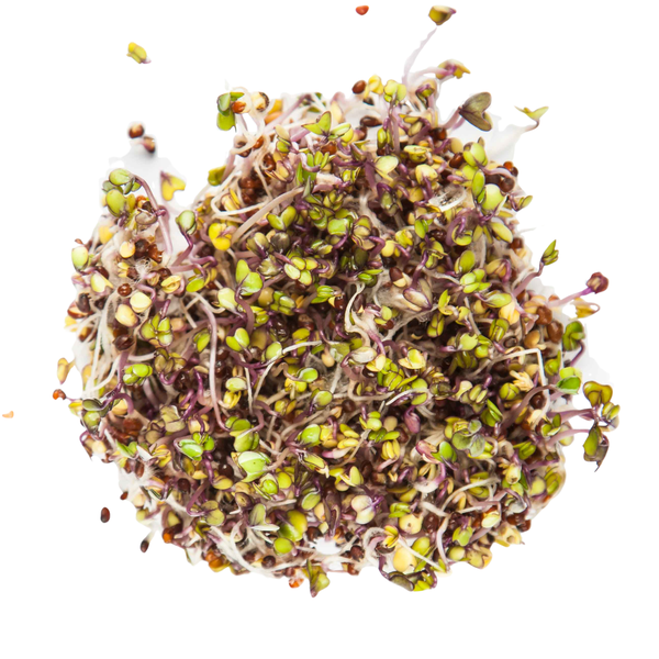 Red Kohlrabi (alternate view)